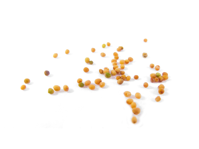 Bai Jie Zi (Premium)