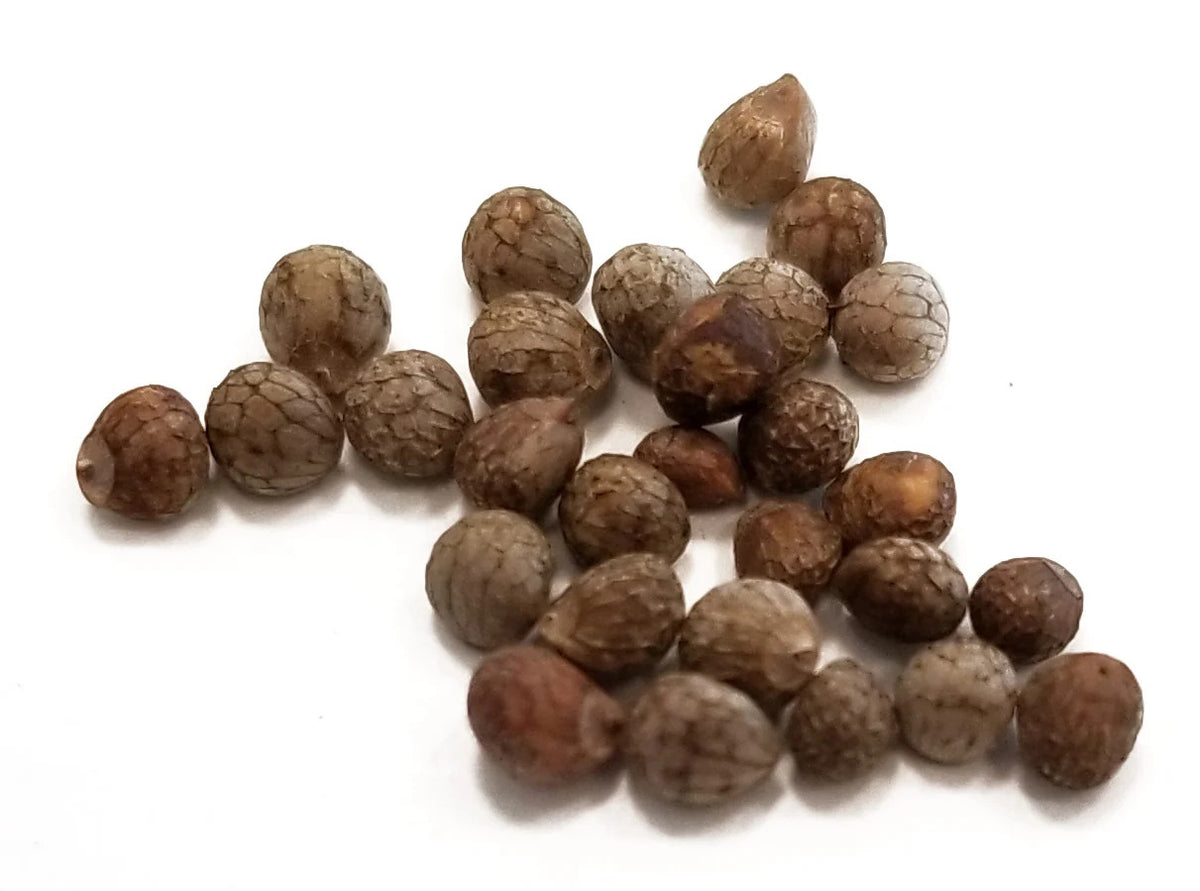 Su Zi (Zi Su Zi)