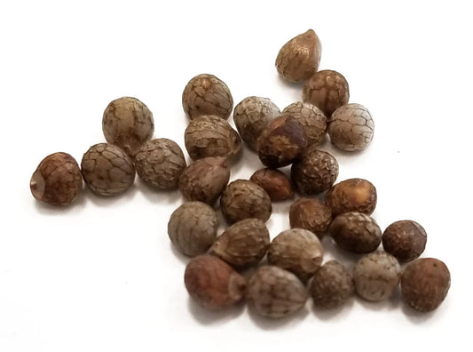 Su Zi (Zi Su Zi)