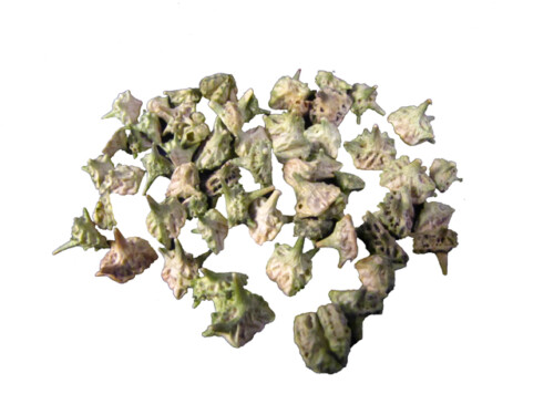 Bai Ji Li - Organic Chinese Herbs