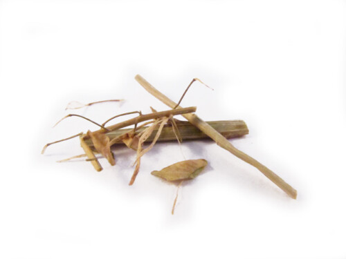 Bai Jiang Cao (Nan) (Thlaspi) - Organic Chinese Herbs